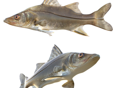 Жирная рыба Снук 3D Модель