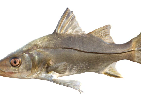 Fat Snook fish 3D Model