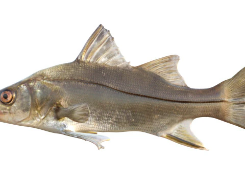 Fat Snook fish 3D Model