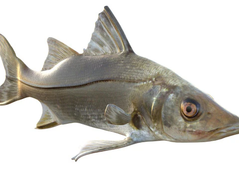 Fat Snook fish 3D Model