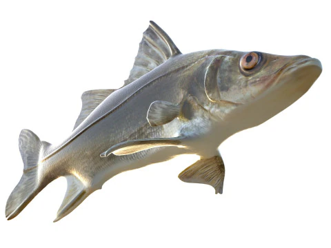 Fat Snook fish 3D Model