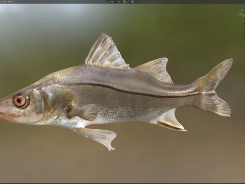 Fat Snook fish 3D Model