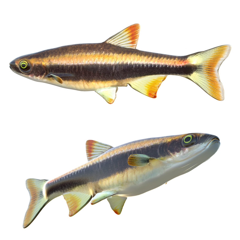 Pesce Flagfin Shiner Modello 3D .c4d .max .obj .3ds .fbx .stl .blend 