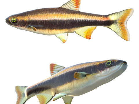 Flagfin Shiner-vis 3D Model