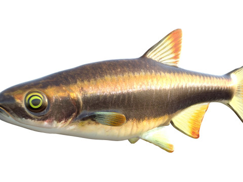 Pesce Flagfin Shiner Modello 3D