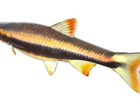 Pesce Flagfin Shiner Modello 3D