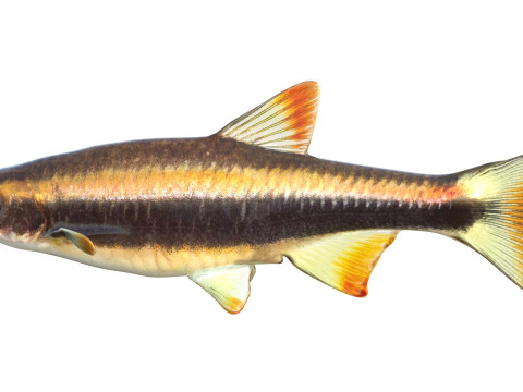 Pesce Flagfin Shiner Modello 3D