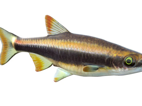 Flagfin Shiner fish 3D Model