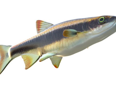 Pesce Flagfin Shiner Modello 3D