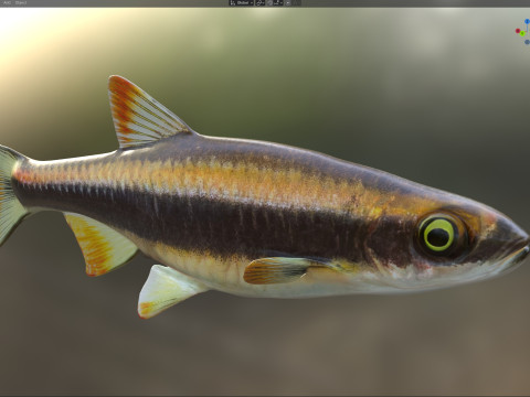 Pesce Flagfin Shiner Modello 3D