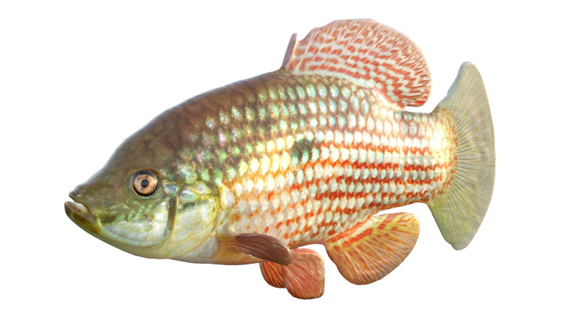 Flagfish 3D Modell .c4d .max .obj .3ds .fbx .stl .blend 