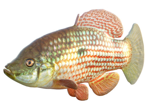 Flagfish 3D Modell