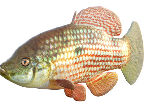 Flagfish 3D Modell
