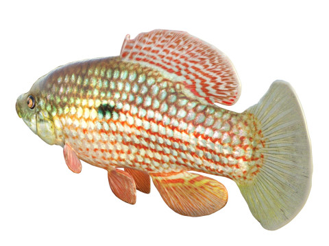 Flagfish 3D Modell