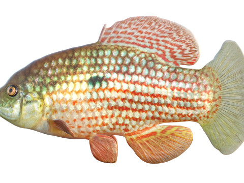 Flagfish 3D Modell