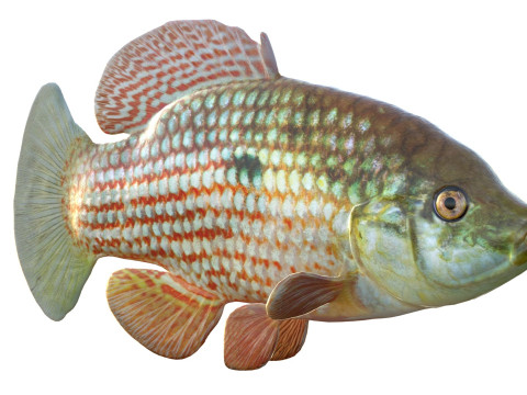 Flagfish 3D Modell