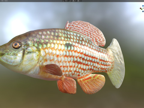 Flagfish 3D Modell