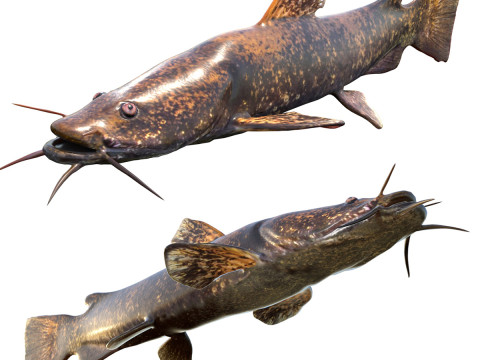 Platkop meerval 3D Model