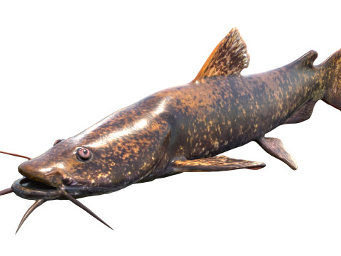 Bagre de cabeza plana Modelo 3D