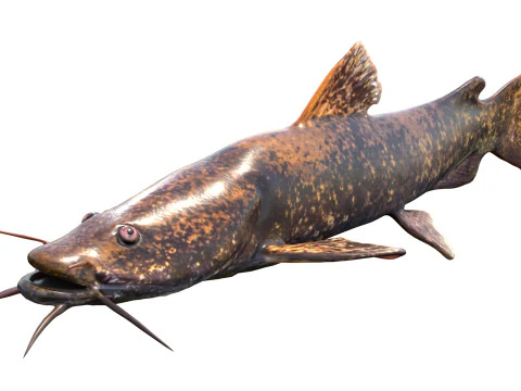 फ़्लैटहेड कैटफ़िश 3D मॉडल