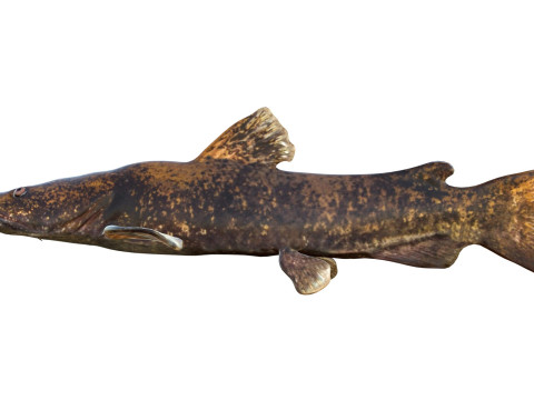 Bagre de cabeza plana Modelo 3D