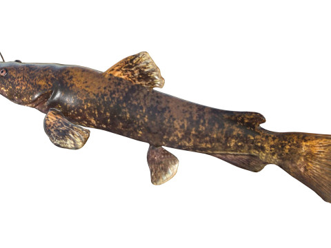 Bagre de cabeza plana Modelo 3D