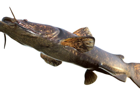 फ़्लैटहेड कैटफ़िश 3D मॉडल