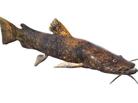 Bagre de cabeza plana Modelo 3D