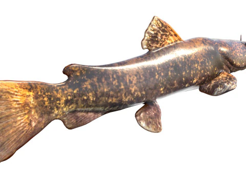फ़्लैटहेड कैटफ़िश 3D मॉडल