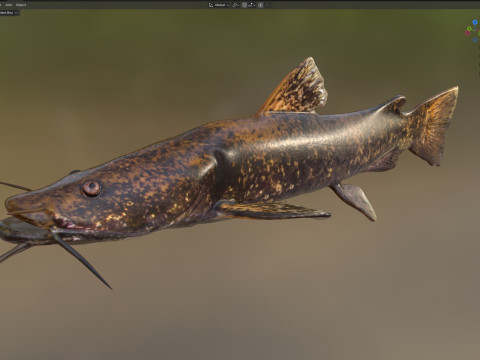 Bagre de cabeza plana Modelo 3D