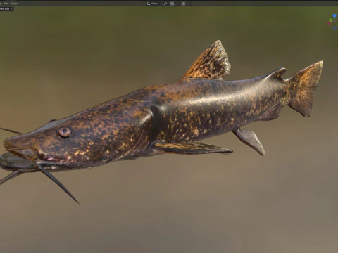 फ़्लैटहेड कैटफ़िश 3D मॉडल