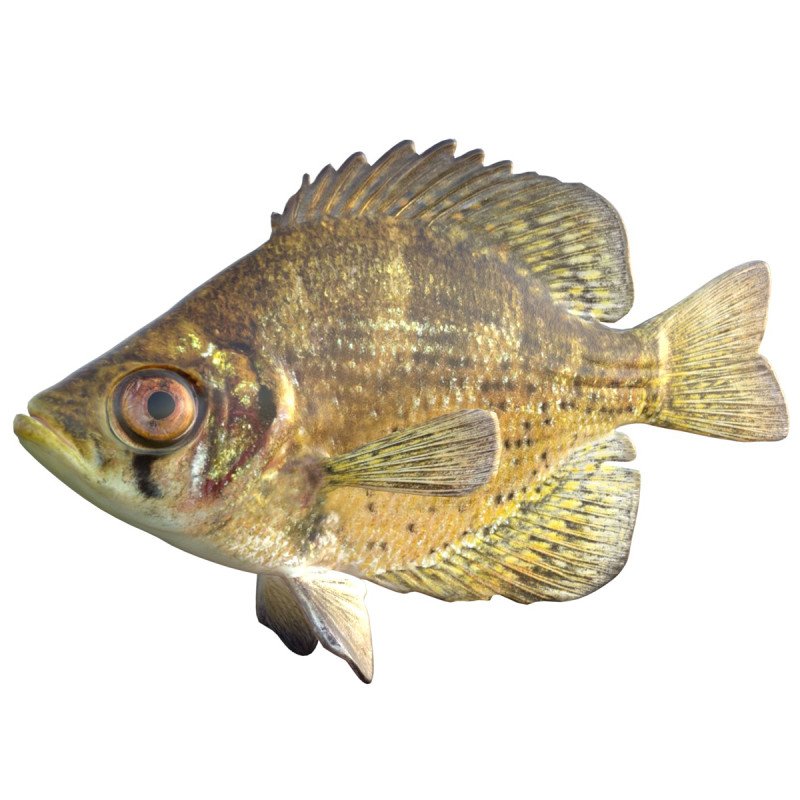 Vlieger vis 3D Model .c4d .max .obj .3ds .fbx .stl .blend