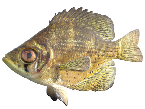 Vlieger vis 3D Model