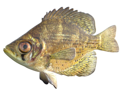 Flier fish 3D Model