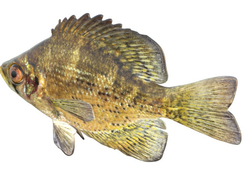 Vlieger vis 3D Model