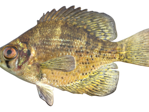 Vlieger vis 3D Model