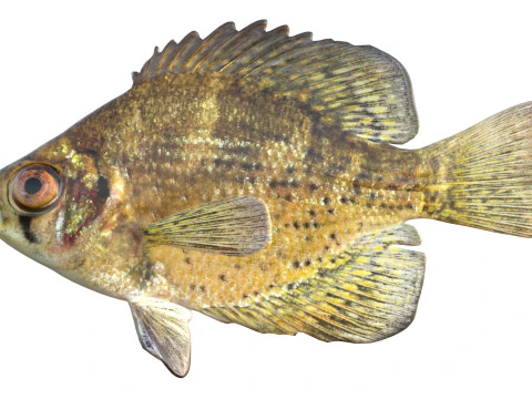 Flier fish 3D Model