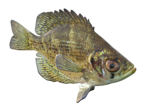 Flier fish 3D Model