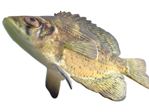 Flier fish 3D Model