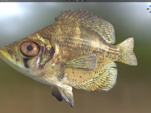 Flier fish 3D Model