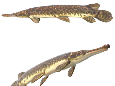 Pesce luccio della Florida Modello 3D