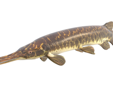 Florida Gar-vis 3D Model