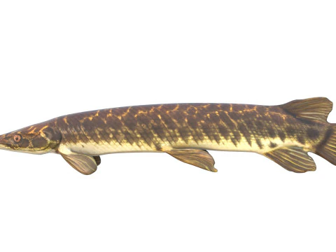 Florida Gar fish 3D Model