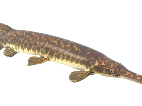Florida Gar fish 3D Model