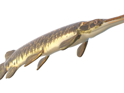Florida Gar-vis 3D Model