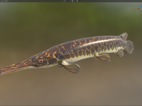 Florida Gar-vis 3D Model