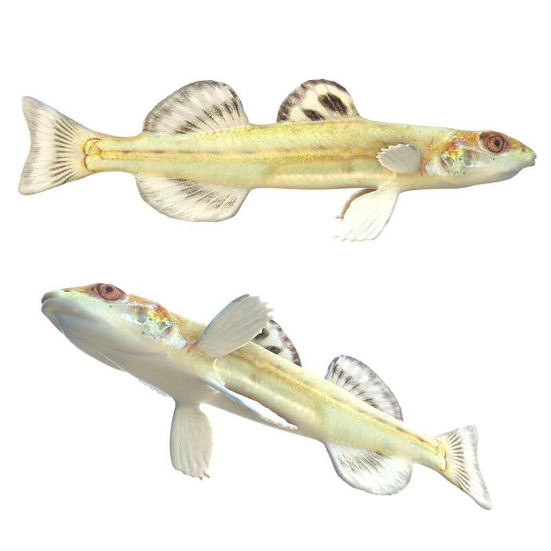 Флоридська піщана риба 3D Модель .c4d .max .obj .3ds .fbx .stl .blend