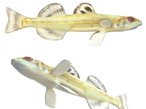 Florida Sand Darter-vis 3D Model