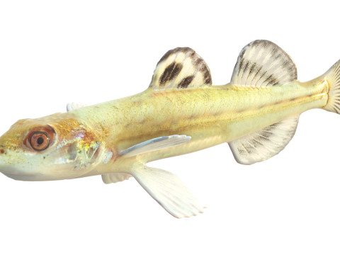 Флоридська піщана риба 3D Модель