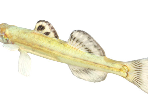 Флоридська піщана риба 3D Модель